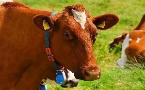 bò — cow