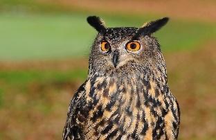 cú — owl