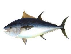 cá ngừ — tuna